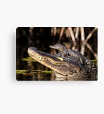 Don't come any closer! Canvas Print