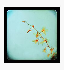 Baby Blue Photographic Print