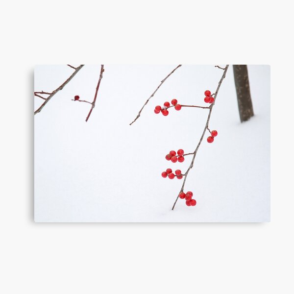 Winter King Canvas Print