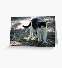 Hemingway cat Greeting Card