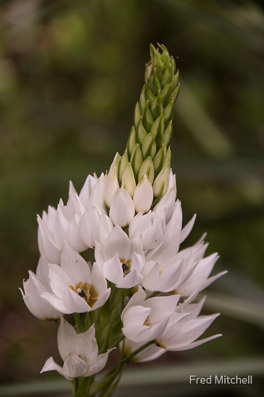 "White Ornithogalum thyrsoides Flower Leith Park Victoria 20171110 1720