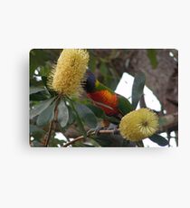 Rainbow in the Bottlebrush Canvas Print