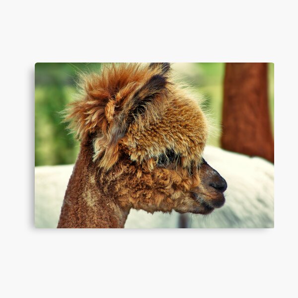 Haircut Canvas Print