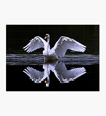 Swan and Reflection ... Two for One Photographic Print