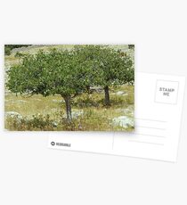Two trees with crops Postcards