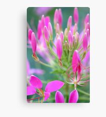 Magenta Flowers Canvas Print