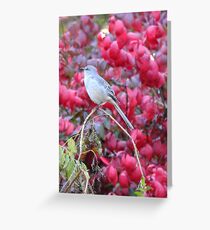 Mockingbird in the Euonymus Bush Greeting Card