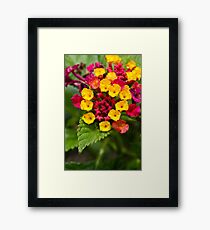 Red and Yellow Tiny Flowers Framed Print