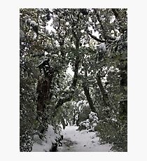 Narnia Photographic Print
