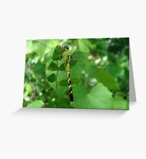 Pondhawk - Dragonfly Greeting Card