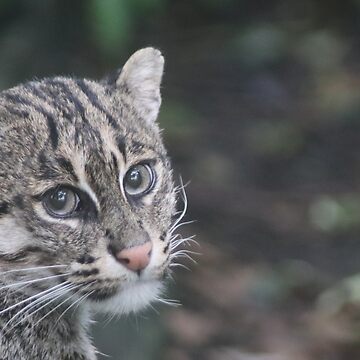 Fishing Cat Photographic Print for Sale by rohanchak