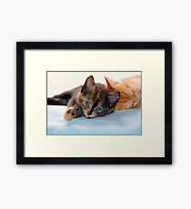 Kittens Framed Print