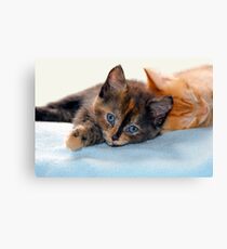Kittens Canvas Print