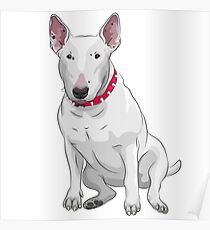 white Bull Terrier Poster