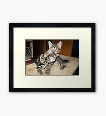 Kittens Framed Print