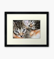 Kittens Framed Print