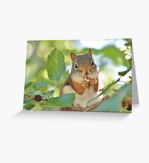 Munchin' on mulberries Greeting Card
