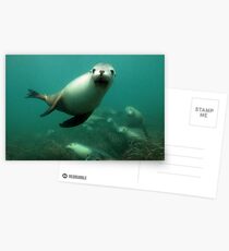 Australian Sealion Postcards