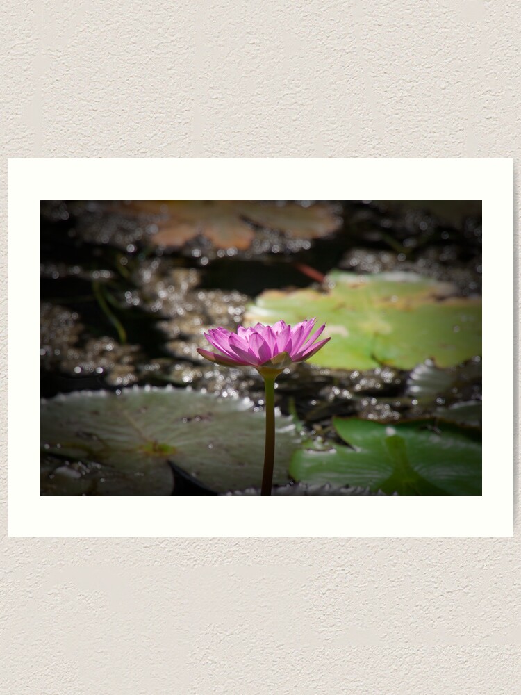 Alternate view of Water Lilly Art Print
