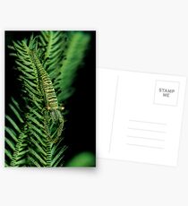 Featherstar Shrimp Postcards