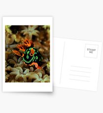Nembrotha Nudibranch Postcards
