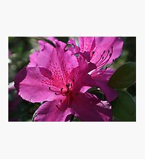FRESHNESS Photographic Print