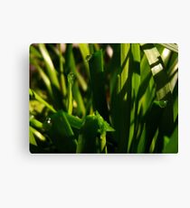 Plenty of Life Canvas Print