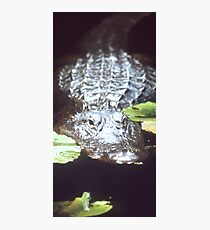 Gator Photographic Print