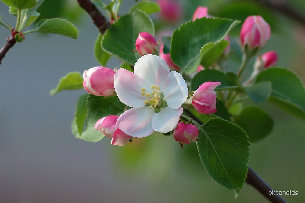 "Dwarf Apple Tree Blossom" by okcandids Redbubble