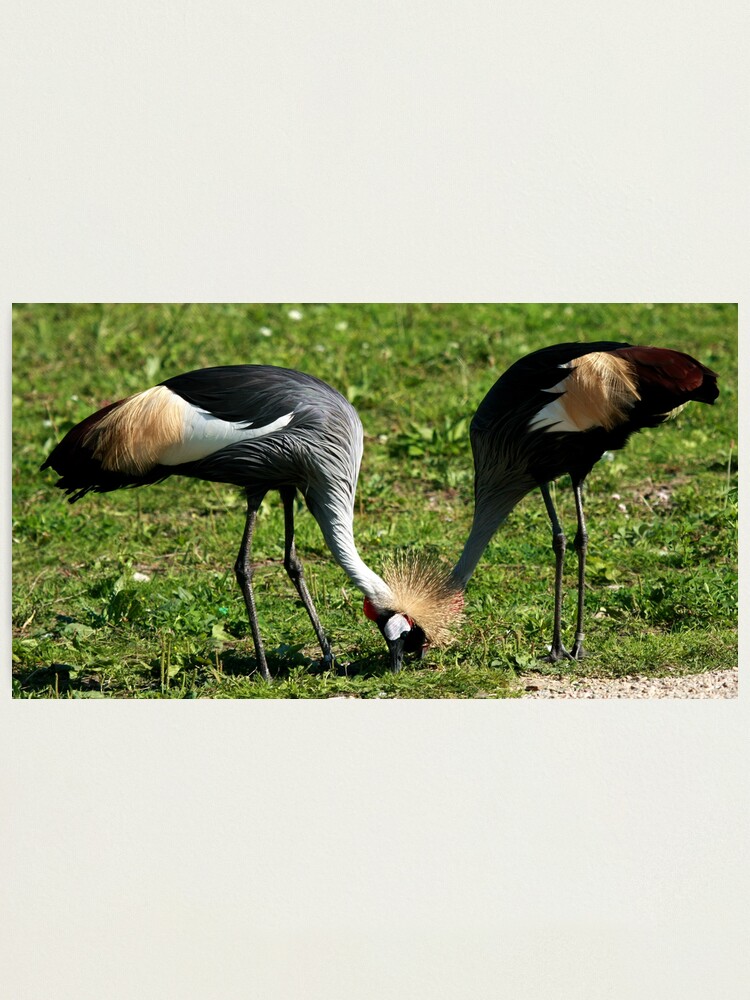 Alternate view of I Lost My Head.... Photographic Print