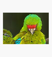 Military Macaw (Ara militaris) Photographic Print