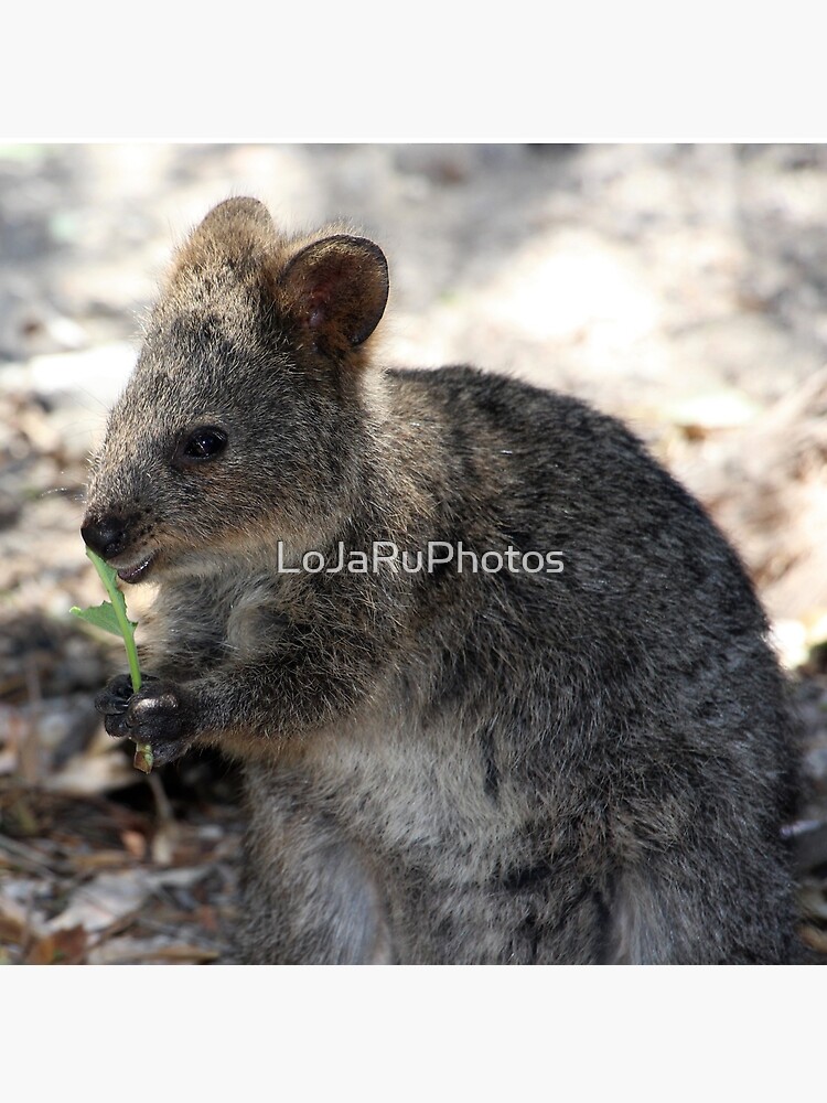 Quokka Throwing Baby "Quokka with baby" Canvas Print by Vectorstore