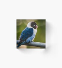 schwarzer maskierter Lovebird Acrylblock