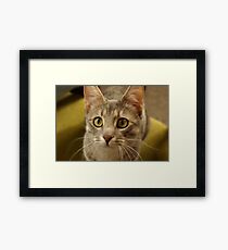 Lily Framed Print
