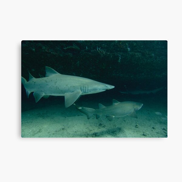 Grey Nurse Shark Canvas Print