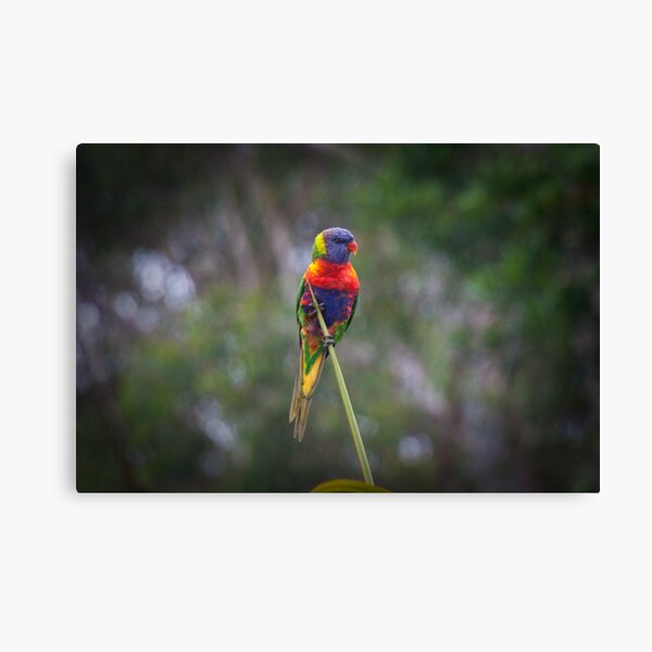 Bird on a wire Canvas Print