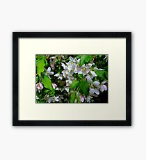 The Blooms ! Framed Print