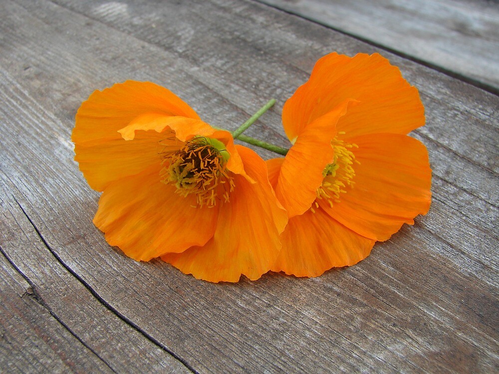 Orange flowers on a wooden table by svehex