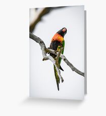 Lorikeet Greeting Card