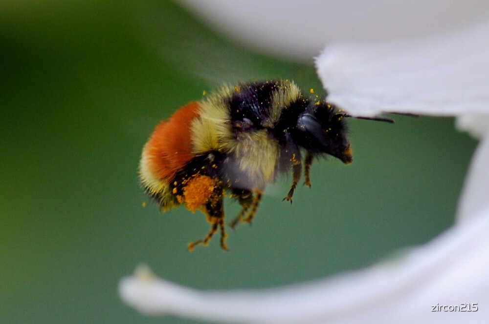 "Orange-belted Bumblebee Bombue ternarius" by zircon215 | Redbubble