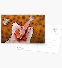 Sunbathing shrimp Postcards