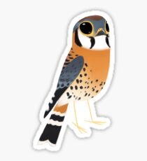 American Kestrel - Sticker Sticker