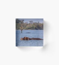 Kenia. Lake Naivasha Nationalpark. Nilpferd. Acrylblock