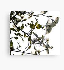 Bloom Canvas Print