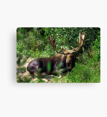 Moose Country Canvas Print