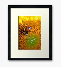 Summer Sunflower Framed Print