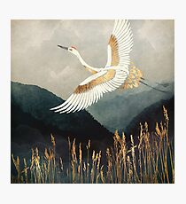 Elegant Flight Photographic Print