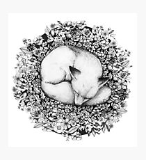 Fox Sleeping in Flowers Photographic Print