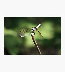 Balancing Act Photographic Print