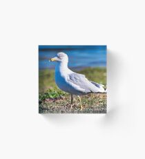 Seagull Portrait Acrylic Block